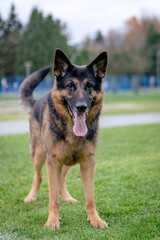 German Shepherd dog field