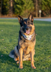 german shepherd dog on grass