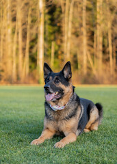 german shepherd dog on the grass