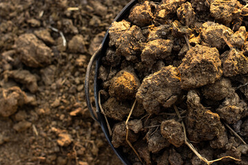 Manure or cow manure in a basket placed outdoors.