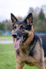 german shepherd dog portrait on grass