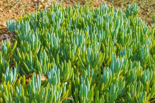 Blue Finger (Senecio  mandraliscae) an interesting and beautiful evergreen succulent plant close up