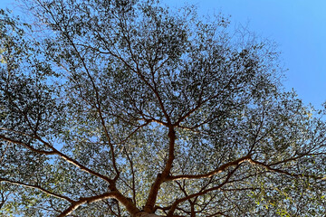 Landscape the big tree with nature background