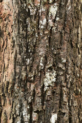 close up of tree bark texture for background