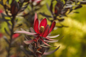 Ebony Conebush in bloom in the garden. Bright red-purple flowers