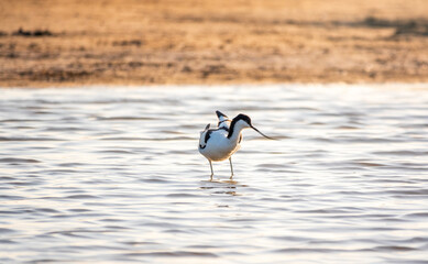 Water bird pied avocet, Recurvirostra avosetta, feeding in the lake. The pied avocet is a large black and white wader with long, upturned beak