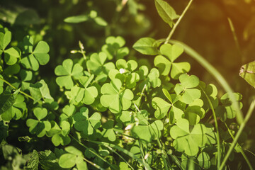 Green clover flower and leaves with sunlight.