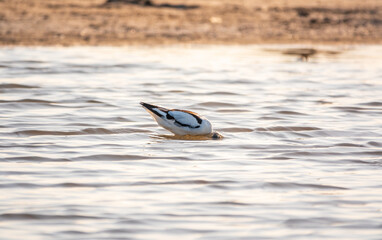 Water bird pied avocet, Recurvirostra avosetta, feeding in the lake. The pied avocet is a large...
