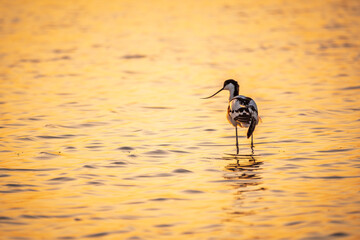 Water bird pied avocet, Recurvirostra avosetta, standing in the water in orange sunset light. The pied avocet is a large black and white wader with long, upturned beak