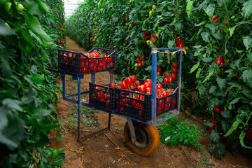 Interior of modern glasshouse with ripening tomatoes and boxes with harvested vegetables