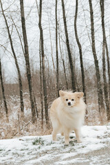 Pomeranian in snow