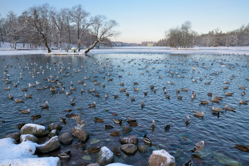 Ducks swim in the lake in winter.