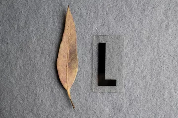 Fotobehang Una hoja seca con una letra L a un lado © AnaPliego