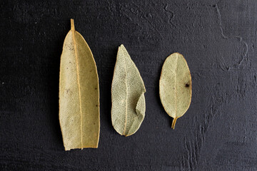 tres hojas de laurel de diferente tamaño sobre fondo negro