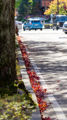 金沢 秋 並木道 紅葉