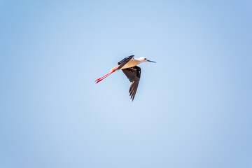 Water bird black-winged stilt flying in the blue sky.