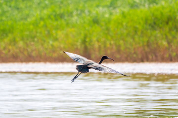A graceful water bird glossy ibis, latin name Plegadis falcinellus, flying low over the surface of a lake
