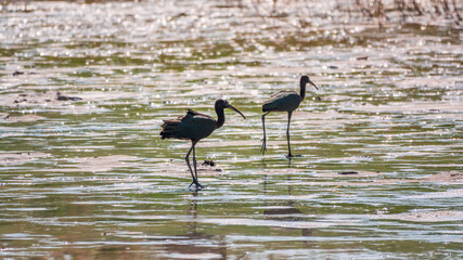 Pair of glossy ibis waterfowl, latin name Plegadis falcinellus, searching for food in the shallow lagoon.