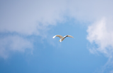 The flight of the little egret or Small White Heron.