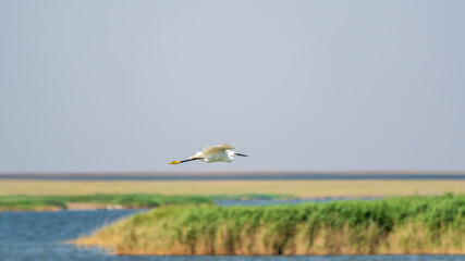 The flight of the little egret or Small White Heron.