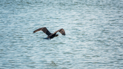 Black Cormorant flying over the sea. The great cormorant, Phalacrocorax carbo