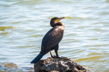Great cormorant, Phalacrocorax carbo, standing on a stone on the sea shore.