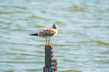 Juvenile bird Black-headed gull, lat. Chroicocephalus ridibundus, sits on the lake shore