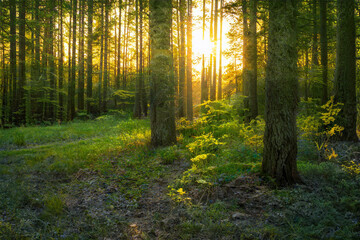 Obraz premium Magical sunset in the forest.