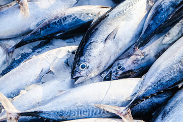 Skipjack tuna Striped tuna sell in seafood fisherman market