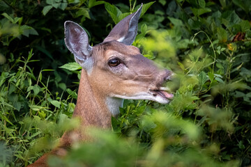 A whitetail doe munches on the greenery. Raleigh, North Carolina.