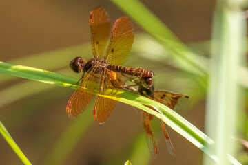 A pair of mating Eastern Amberwing dragonflies (Perithemis tenera). Summer in Raleigh, North Carolina.