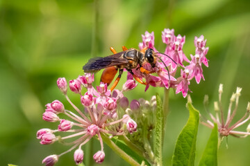 Fototapeta na wymiar A Great Golden Digger Wasp (Sphex ichneumoneus) pollinates blooms of swamp milkweed. Raleigh, North Carolina.