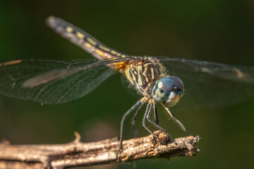 A female Blue Dasher poses on a twig, and appears to be smiling. Raleigh, North Carolina.