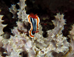 Chromodoris Magnifica nudibranch on a soft coral Cebu Philippines 