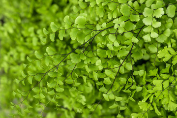 Natural green leaves plants, Beautiful nature view of green leaf environment ecology greenery, Green leaves pattern background, Natural background, Nature texture background.