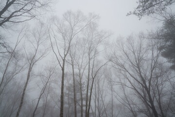 霧に霞むシラカバ林