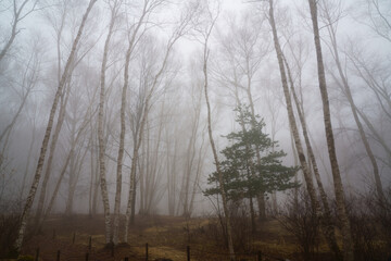 霧に霞むシラカバ林