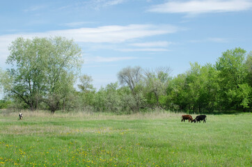 Landscape summer field with green grass and two butting cows. Spring time, nature