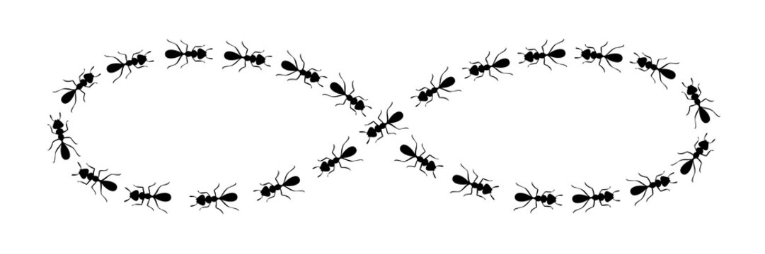 Ants path shaping infinity sign. Black ant trail isolated in white background. Vector illustration