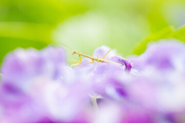 カマキリの子供