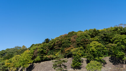 Fototapeta premium 金沢城公園 風景