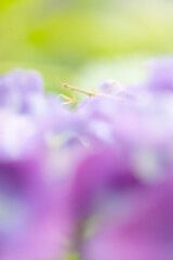 カマキリの子供