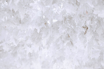 white leaf texture background