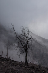 Dead tree in a forest burned by volcanic activity in the Turrialba Volcano National Park in Costa Rica