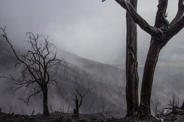 dead trees on arid ground in a forest burned by volcanic activity in the Turrialba Volcano National Park in Costa Rica