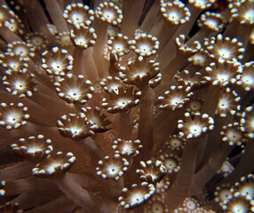 Goniopora soft coral on a shallow reef Cebu Philippines