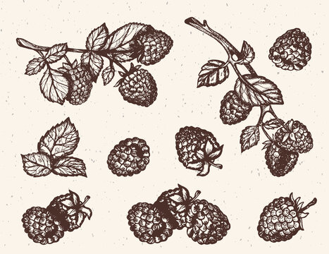 raspberry vector drawing hand sketch. blackberry vector sketch. raspberry branch vector sketch. raspberry vector. raspberry wallpaper vector.