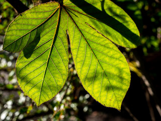 Fototapeta na wymiar Pattern of Bellyache Bush Leaf