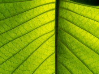 Pattern of Elephant Climber  Bright Leaf