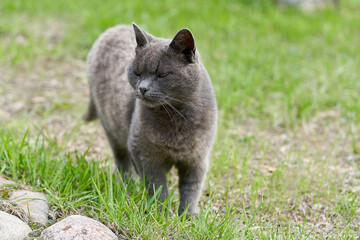 Naklejka na ściany i meble A gray cat walks on green grass on a summer day